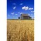 Posterazzi Old House And Mature Winter Wheat Field Winnipeg Manitoba Poster Print